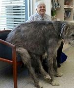 Image result for The World's Biggest Dog