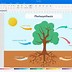 Image result for Photosynthesis Diagram