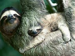 Image result for Mom and Baby Sloth