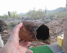 Image result for Saguaro Cactus Boot