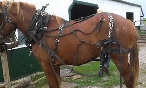 Image result for Draft Horse Harness