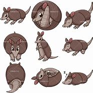 Image result for Armadillo On Back Clip Art