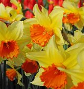 Image result for Narcissus Fortissimo