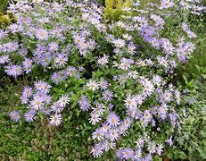 Image result for Aster frikartii Wunder von Stäfa