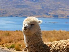 Image result for alpacs