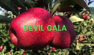 Image result for Devil Gala Apple