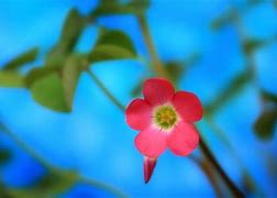 Image result for Bing Spring Flowers
