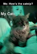 Image result for Bro Is Not Chillin Cat