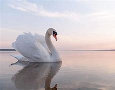 Image result for Swans