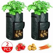 Image result for Black Bag Vegtables