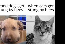 Image result for Shear Bee Dog Meme