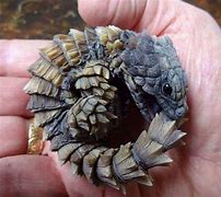 Image result for Armadillo Look Alike