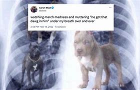 Image result for Dog Xray Meme