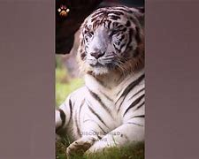 Image result for Maksood Khan Tiger