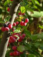 Image result for Autumn Fruits Color