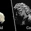 Image result for Similarities Between Comets and Asteroids