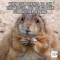 Image result for Relatable Animal Memes