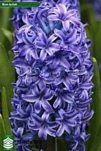 Image result for Hyacinthus Blue Jacket
