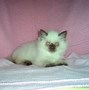 Image result for Himalayan Kitty