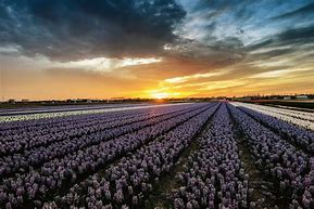Image result for Lisse Netherlands Sunset