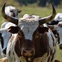 Image result for ancient cows breeds