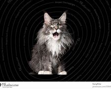 Image result for Main Coon Cat Mouth Open