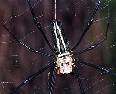 Image result for Sikkim Insects