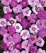 Image result for Dianthus plumarius Prince Charming