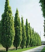 Image result for Quercus palustris Green Pillar