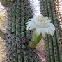 Image result for Bats Pollinating
