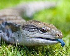 Image result for Blue Tongue Lizard