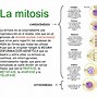 Image result for Meiosis vs Mitosis Differences