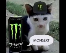 Image result for Soda Cat Meme