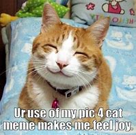 Image result for Happy Cat Meme
