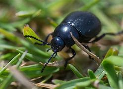 Image result for Black Cricket Flying Beetle