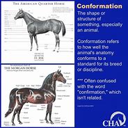 Image result for Morgan Horse Conformation