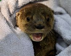 Image result for Cute Baby Otter In-House