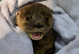 Image result for Baby Otters Playing