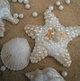 Image result for Sea Shell Foods Edible