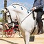 Image result for Andalusian Horse Breed