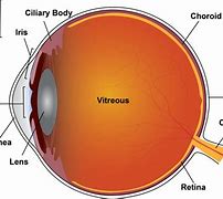 Image result for Anterior Segment Eye