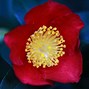 Image result for Camellia sasanqua Day Dream