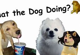 Image result for What the Dog Doing Meme