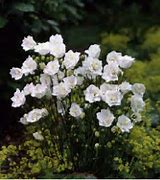 Image result for Campanula persicifolia La Bonne Amie ®