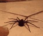 Image result for False Brown Widow Spider