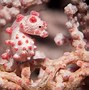 Image result for Pygmy Seahorse
