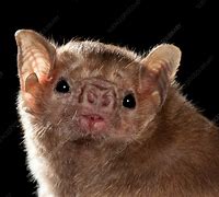 Image result for White Vampire Bat