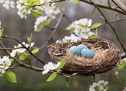 Image result for Bird Nest Shapes