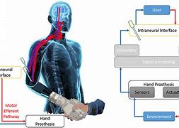 Image result for Human Body Interface