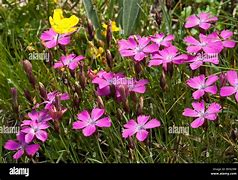 Dianthus pavonius ପାଇଁ ପ୍ରତିଛବି ଫଳାଫଳ